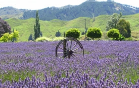 full bloom occurs from December to March