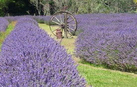 Lavender Farm