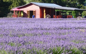 enjoy beautiful views of lavender fields